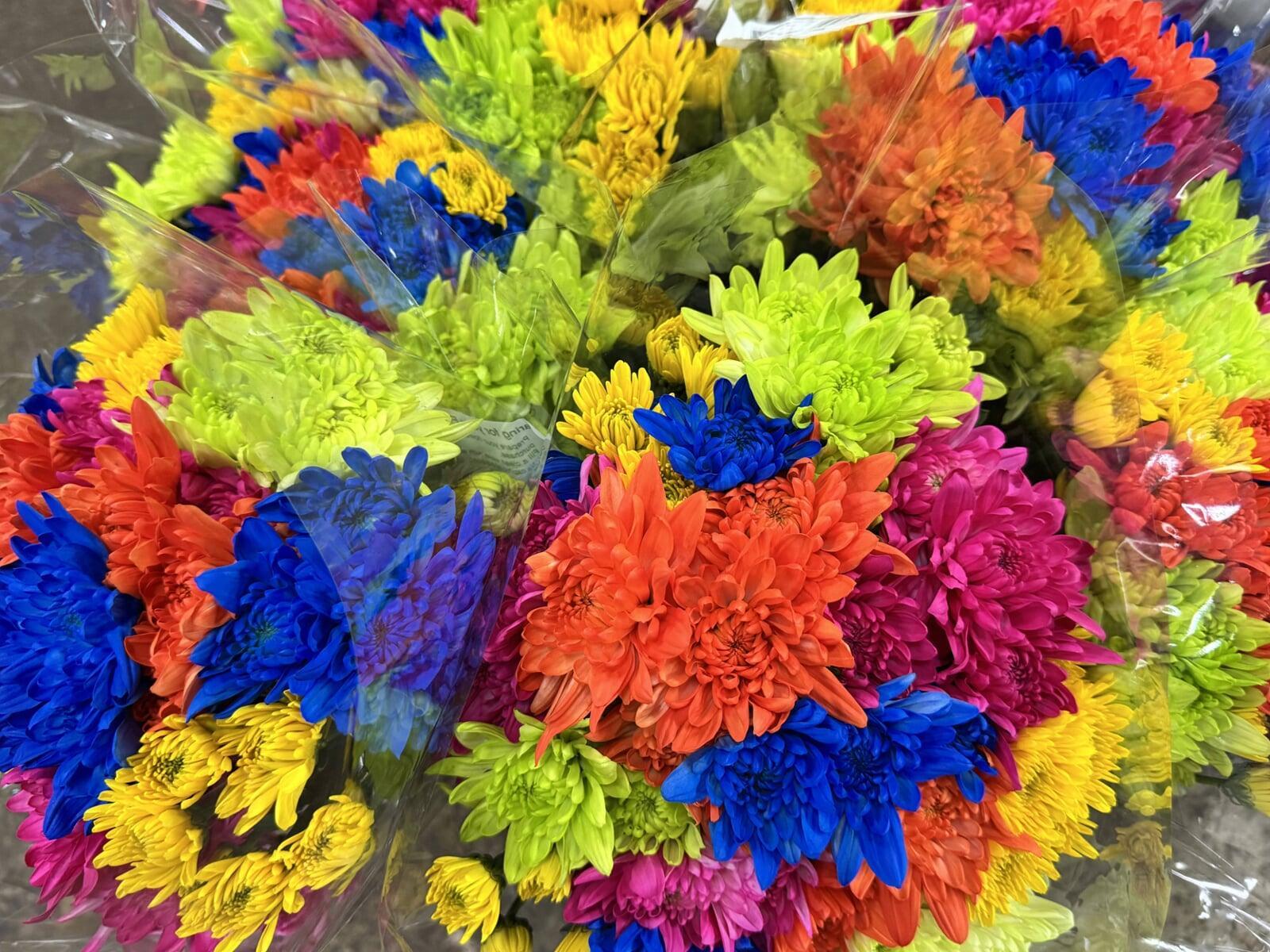 Ante la caída del dólar, altos costos laborales y retos fitosanitarios, la productividad es el camino para el sector floricultor en 2026